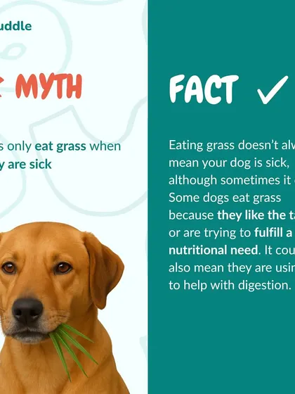 Myth: Dogs only eat grass when they are sick. Fact: Sometimes they just like the taste or are trying to fulfill a nutritional need. It doesn't always mean they're unwell.