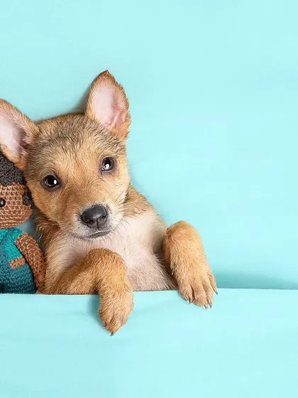 Another shot from the "baby animal" calendar series, this time with a little doll for a friend. This helps people connect emotionally and see the puppy as a new member of the family.