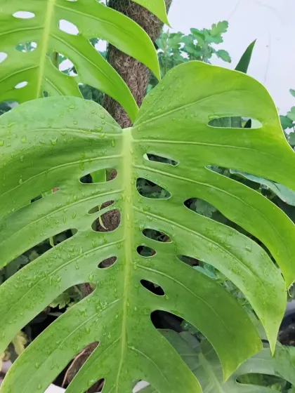 The iconic leaf of a Monstera Deliciosa. I can teach you how to care for this plant to encourage the growth of these beautiful, split leaves.