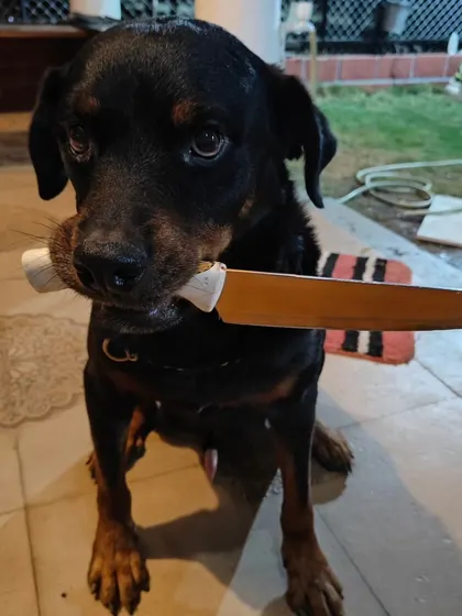 My security system? A knife-wielding Rottweiler. Just kidding, of course. This is Simba, showing that even the most "intimidating" breeds have a goofy, playful side. Understanding a dog's true temperament beyond stereotypes is key to my work.