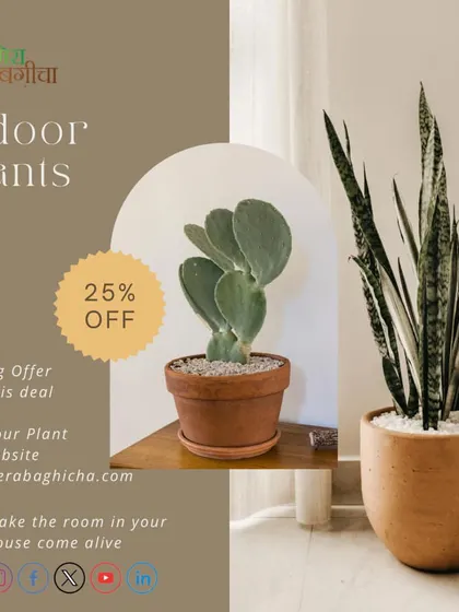 Our opening offer included a 25% discount on all indoor plants. We are always running exciting deals to help you make your house come alive with greenery.