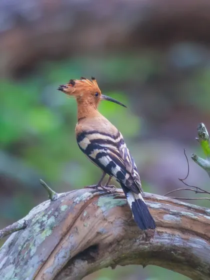 The Eurasian Hoopoe, with its distinctive crown of feathers. It is a solitary forager, typically feeding on insects on the ground.