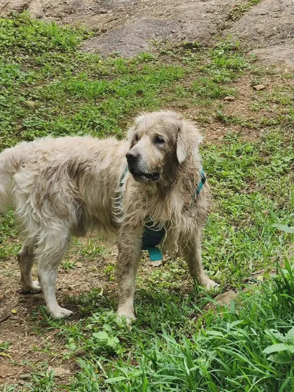 Candid moments from our farm outing. These events provide a safe and enriching environment for dogs to socialize, swim, and explore off-leash.