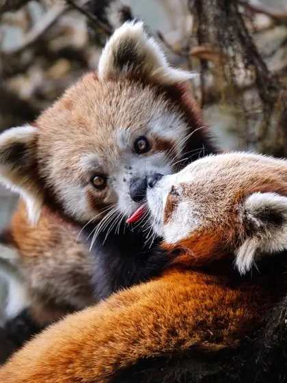 A year filled with love. Two Red Pandas from Singalila National Park share a gentle kiss, a rare and touching moment of affection between these shy and endangered creatures.