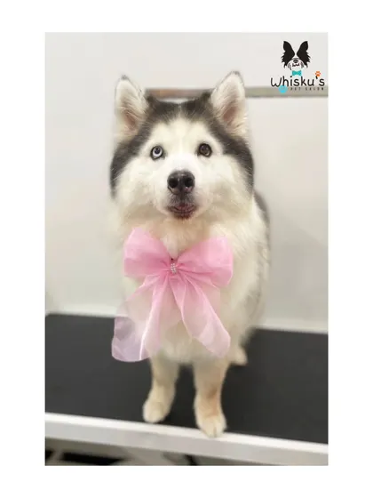 Zoey looking pretty in pink. The bow adds a sweet touch to her majestic look.