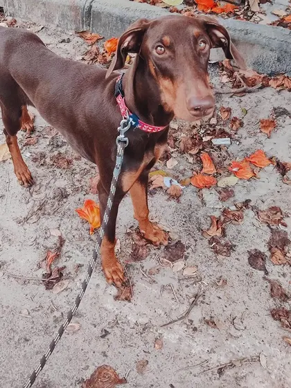 Meet Hazel, a 5.6-month-old Doberman, out for a walk. She is a lively and fun-loving girl who would be a great companion for an active family ready for adventure.