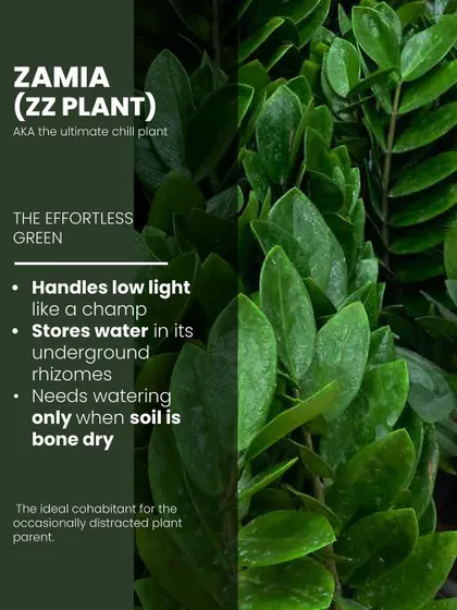 Meet the ultimate chill plant, the Zamia or ZZ Plant. It handles low light like a champ and stores water in its underground rhizomes, so it only needs watering when the soil is completely dry.