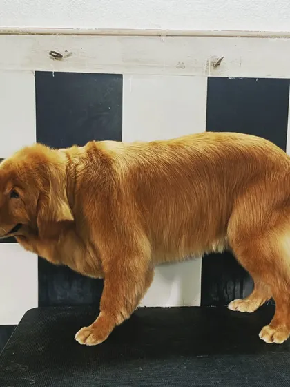 Charlie the Golden Retriever's before and after. A light trim can make a big difference in a Golden's appearance, making them look neat and tidy.