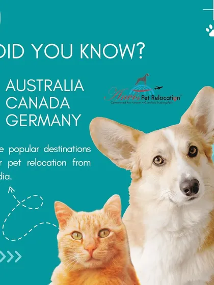 Australia, Canada, and Germany are among the most popular destinations for pet relocation from India. We have extensive experience with the specific requirements for these and many other countries.