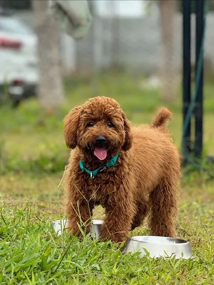 This adorable poodle is ready for a drink after a fun time running around the park.