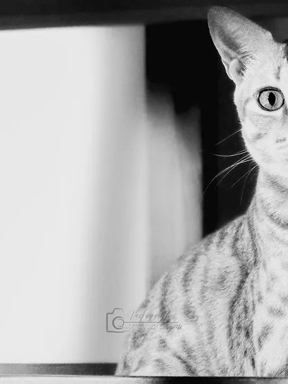 Jerry the cat playing peekaboo, in black and white. The high contrast adds a dramatic and artistic flair to the playful moment.