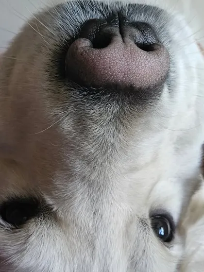 This close-up of a happy, relaxed dog getting a chin scratch says it all. I make sure every dog who stays with me gets plenty of one-on-one affection and feels completely at ease.