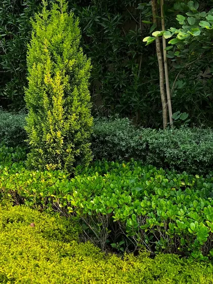 The vibrant greens of different shrubs and trees create a dense, textured backdrop. Healthy, well-maintained plants are the foundation of any great landscape.