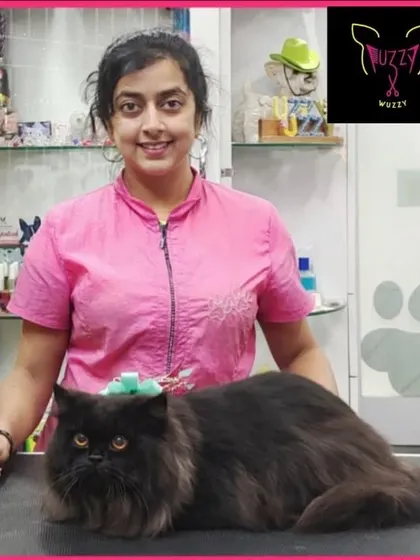 Smokey the black Persian cat is looking mysterious and majestic. His dark, long coat is glossy and healthy after his spa treatment.