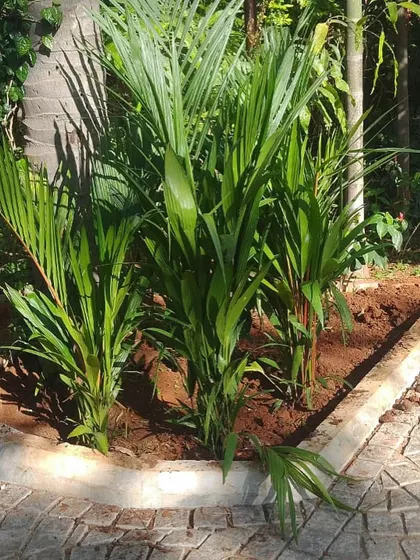 A newly planted corner in the farm garden project. Young palms are planted in a curved bed next to a newly laid paver path, showing the beginning of the transformation.