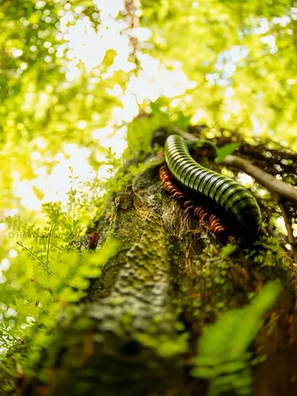A Giant Millipede makes its way up a mossy tree in Madagascar. This low-angle, wide-shot gives a unique, bug's-eye-view of the forest floor and its inhabitants.