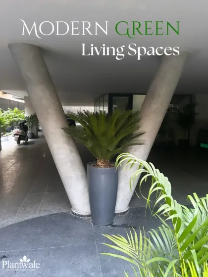 A single, striking Sago Palm in a tall grey planter makes a powerful statement against the V-shaped pillars of this modern building's entrance, showcasing our 'Modern Green Living Spaces' concept.