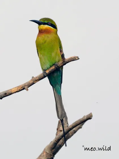 A bee-eater perched on a branch, waiting for its next meal to fly by. Their slender bodies and sharp beaks are perfectly designed for their diet of bees and other insects.