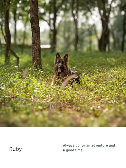 Ruby the German Shepherd, always up for an adventure, looking happy and relaxed in a lush green field.