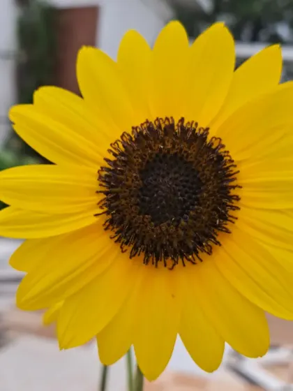 A bright and cheerful sunflower bloom.