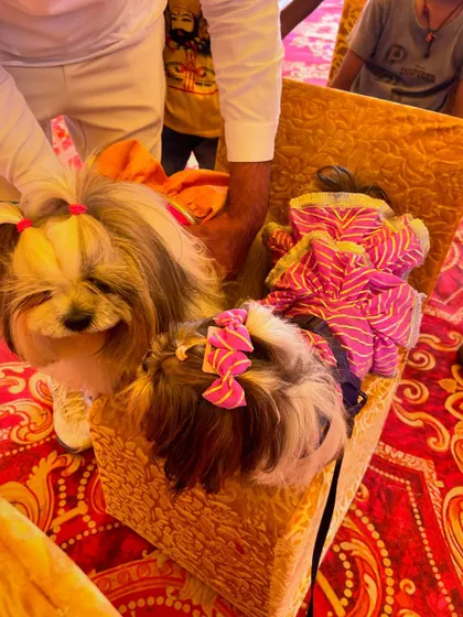 Two adorable Shih Tzus, dressed in colorful traditional outfits with matching bows, sit together on a chair, looking like true festive royalty.