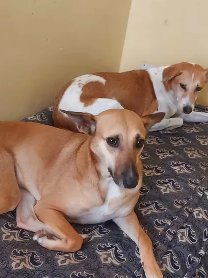 Two of our indie guests sharing a mattress. They became best friends during their stay.