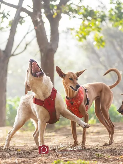 A big, dramatic play-growl from a Labrador. These action-packed moments are full of personality and make for very lively photographs.