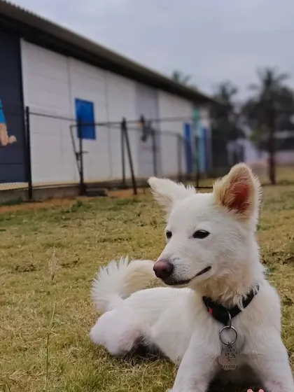This happy indie dog is relaxing in our park, proving that our resort is a luxurious and comfortable place for every pet.