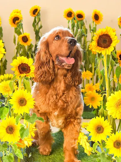 A field of sunflowers, right in the studio! This cocker spaniel looks absolutely radiant surrounded by bright, cheerful blooms. These themed shoots are perfect for bringing a bit of the outdoors inside.