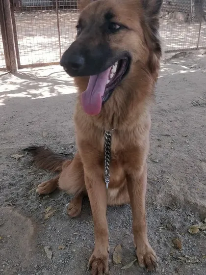 Hazel, looking majestic and content in our care.