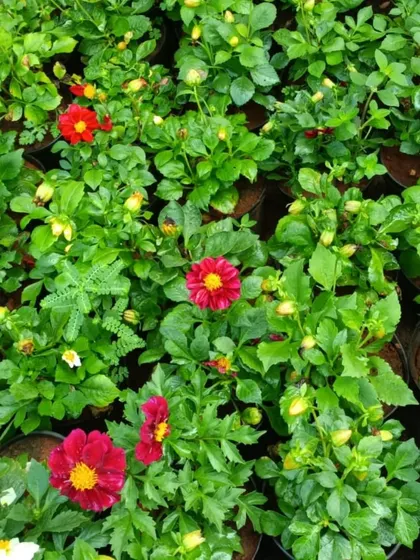 A bed of beautiful red Dahlias, ready for planting. These flowers add a wonderful pop of color to any garden.