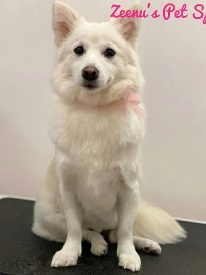 This beautiful white Spitz is sitting pretty after her groom. Her coat is pristine, and she's ready for her close-up.