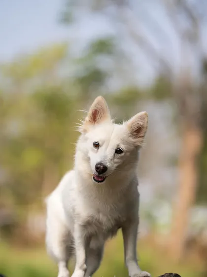 Another shot of this lovely white dog, perched on a rock like a true explorer. I always look for opportunities to add a little elevation and drama to outdoor shots.
