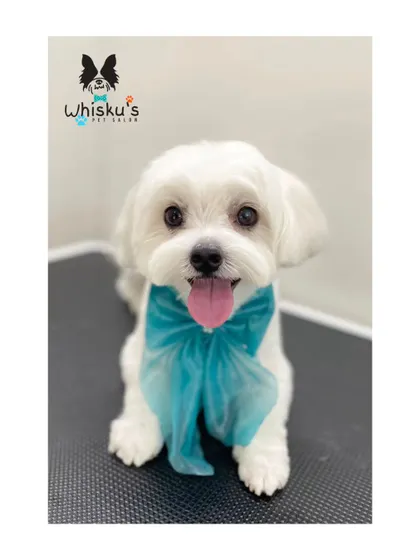 One more of the adorable Chimpu. The light blue bow is a great contrast to his white fur.