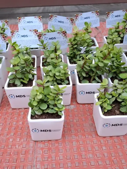 A large order of Golden Pothos plants prepared for a corporate event for Star Union Dai-ichi Life Insurance. Each plant is in a branded cylindrical pot, arranged neatly on a table for distribution.