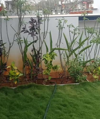 A balcony garden with a mix of ornamental plants and a small lawn patch. My maintenance services are perfect for keeping such compact urban gardens in top condition.
