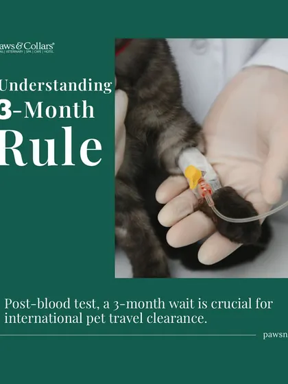 This graphic explains the 3-month rule. After a successful antibody blood test, a three-month wait is often required for international pet travel clearance.