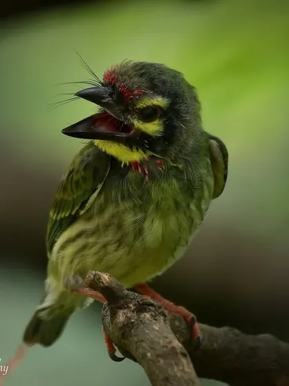 Another angle of the cute Coppersmith Barbet fledgling, a common but beautiful urban bird.