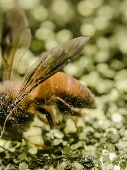 A macro shot of a bee on a glittery surface. The unusual background adds a touch of glamour to this nature photo.