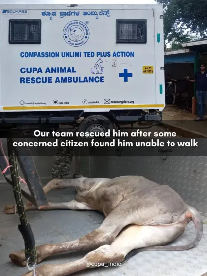 Our rescue ambulance is equipped to handle emergencies for all community animals, big or small. Here, our team has just rescued a young calf found unable to walk after a suspected road accident, bringing him to our centre for urgent care.