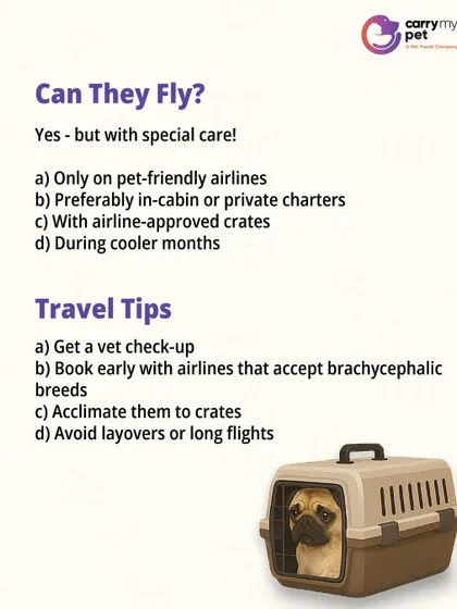 Here are the conditions under which snub-nosed breeds can fly safely, including using pet-friendly airlines, traveling in cooler months, and essential vet check-ups.