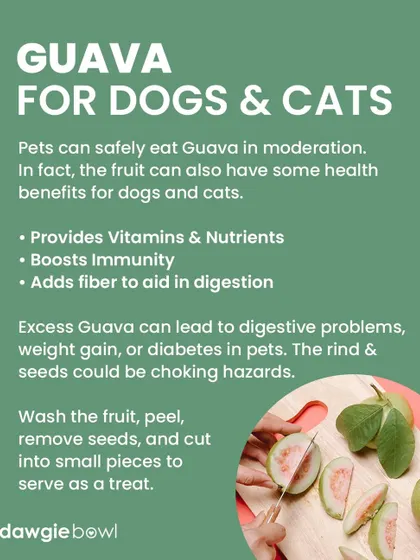 Guava is another fruit that is safe for pets in moderation. It provides vitamins, boosts immunity, and adds fiber. Make sure to wash, peel, and remove the seeds before serving.