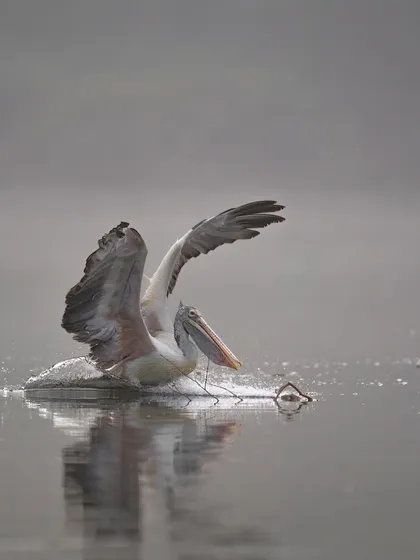 A pelican skids across the water, another dynamic moment from our Ranganathittu workshop.