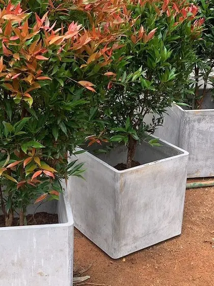 Syzygium plants (Lilly Pilly) with their colorful new growth, being potted into concrete planters.
