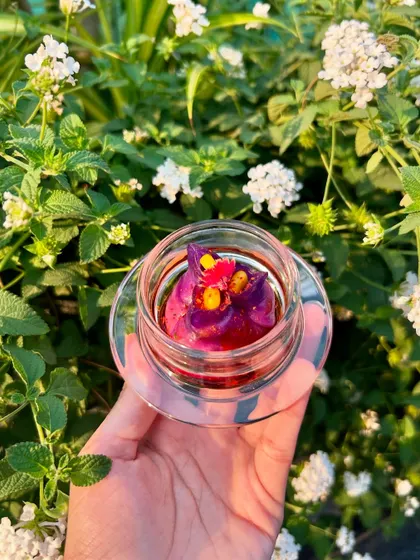 A Purple Skin Corn & Water Chestnut Dumpling, its vibrant colour contrasting beautifully with the green foliage.