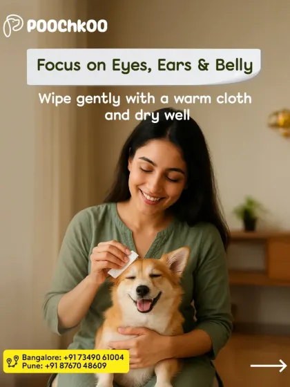 A smiling Corgi gets a gentle wipe. During humid weather, it's important to pay special attention to cleaning your pet's eyes, ears, and belly to prevent moisture buildup and infections.
