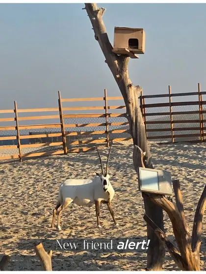 New friend alert! Encountering local wildlife, like this Arabian Oryx in Doha, adds a unique and memorable element to a destination experience.