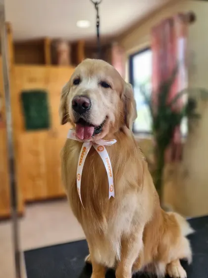 Chris the Golden Retriever, looking happy and refreshed. It's a day filled with fluff, love, and a little bit of drool.