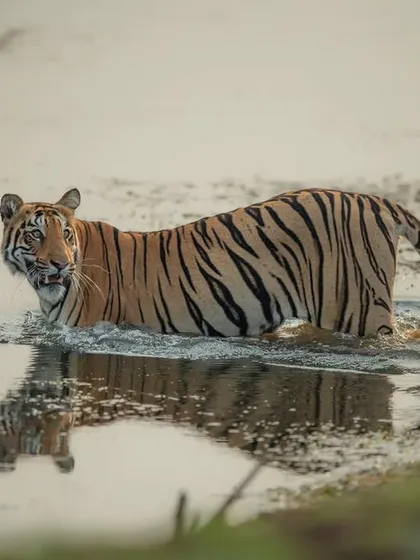 Choti Madhu wading through the water, a beautiful reflection captured in the still surface.