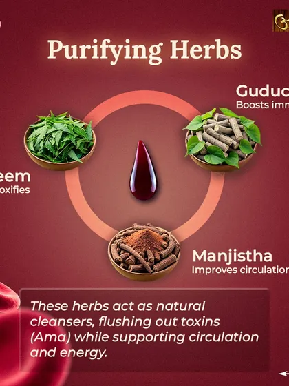 Purifying the blood is essential for vibrant health and clear skin. This infographic shows how herbs like Neem, Manjistha, and Guduchi act as natural cleansers to flush out toxins.